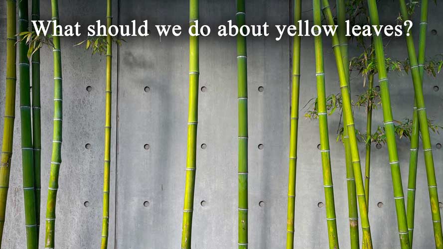 what should we do about yellow leaves