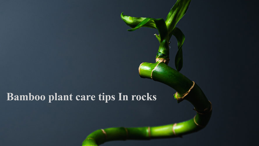 Bamboo plant care tips In rocks