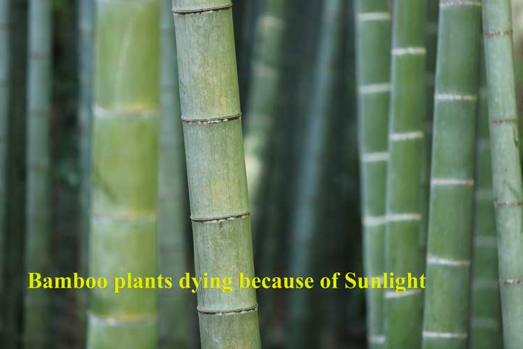Bamboo plants dying because of Sunlight