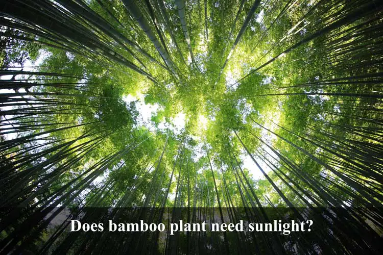 Does bamboo plant need sunlight?