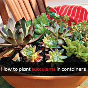 How to plant succulents in containers