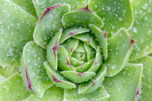 Can succulents stay outside in rain