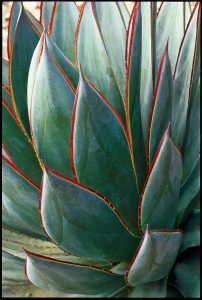 Agave Blue Flame with Red Edges