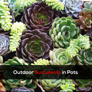 Outdoor succulents in pots