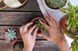 succulent water propagation vs soil