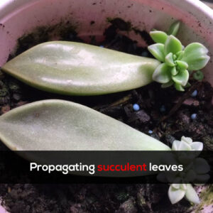 Propagating succulent leaves