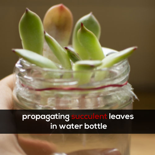 propagating succulent leaves in water bottle