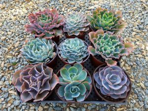 Types of Outdoor Succulents-Top 10 models ✅