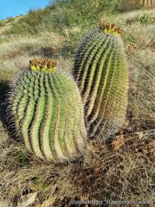 Tall succulent types