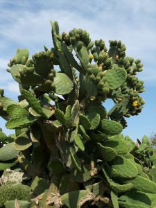 Senita Cactus aka Pachycereus schottii