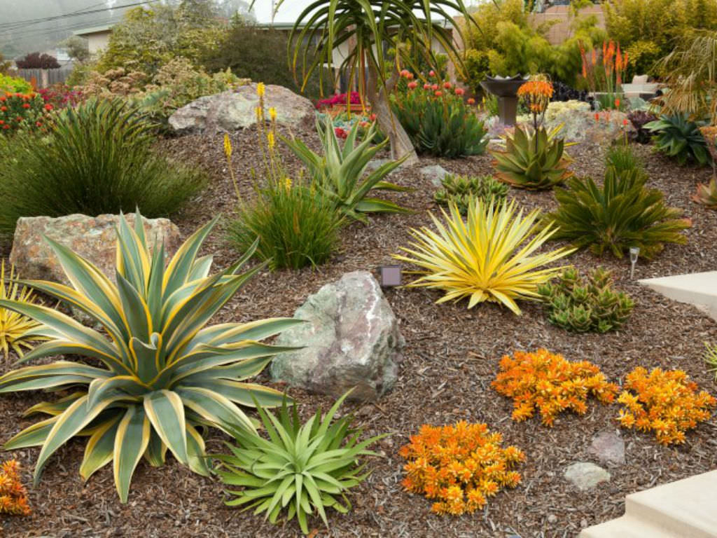 How to plant succulents in ground