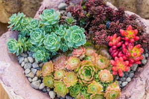 Types of Outdoor Succulents-Top 10 models ✅