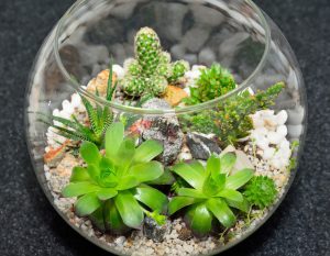  planting succulents in containers without drainage