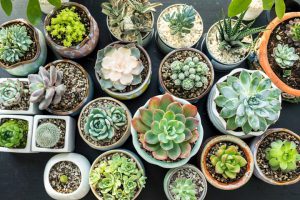 How to grow succulents from cuttings? ⭐