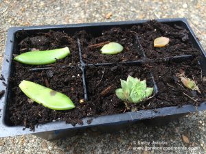 How to grow succulents from cuttings? ⭐