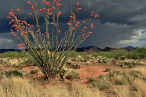 fishhook barrel cactus