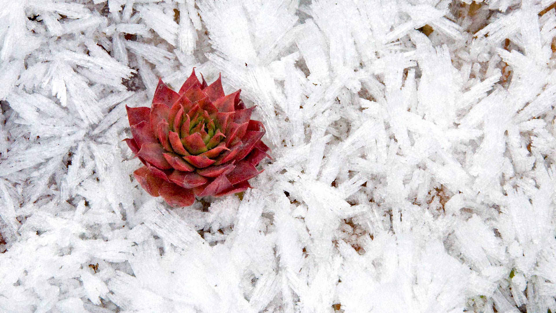 Can succulents live outside in winter ?⭐
