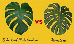 Is Monestra a Philodendron?-100%Practical+Videos⭐