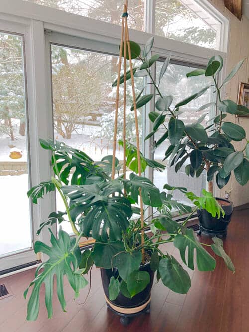 How to hold up a Monstera plant