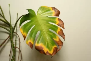 Monstera turning yellow