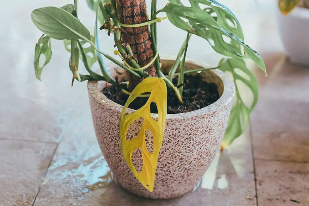 Monstera turning yellow⭐100%practical+Videos and Pics ✅