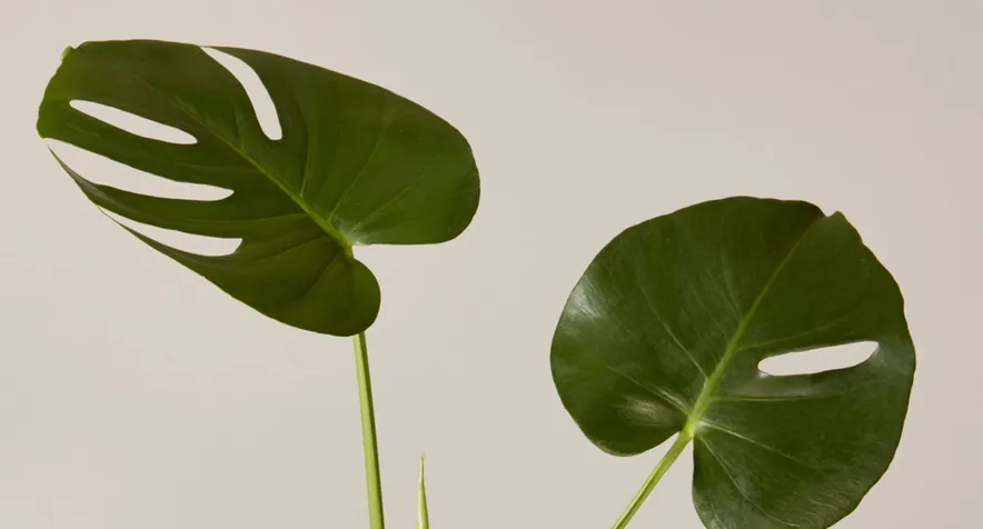 How often should I water a monstera?