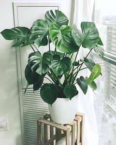 Is Monstera toxic to dogs?