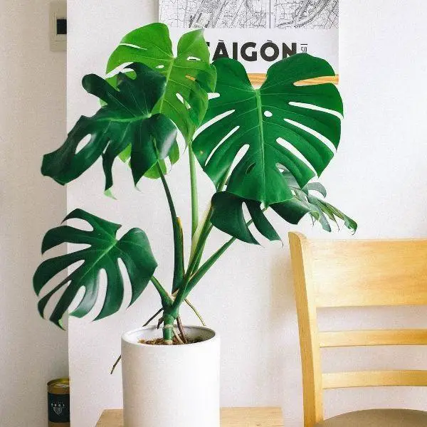 Is Monestra a Philodendron?