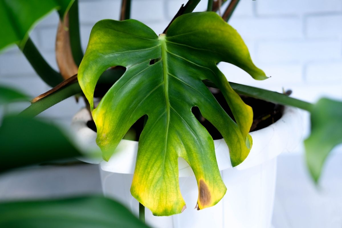 Monstera underwatering