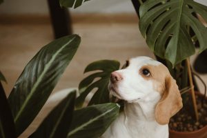 Is Monstera toxic to dogs?