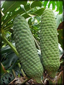 Monstera Uses