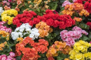 Can you leave Begonias in pots over winter?