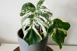 What to look for when buying a Monstera