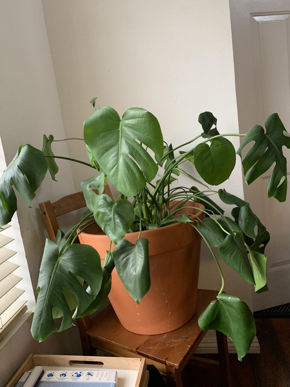 Monstera leaves falling over⭐(Picture-Videos)100%practical
