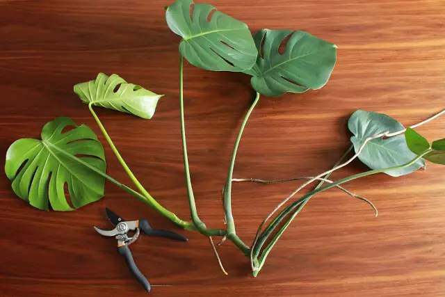 Monstera cutting✅-100%practical+Videos and Pictures⭐