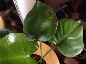 Monstera Has Brown Spots