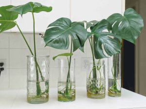 Monstera cutting