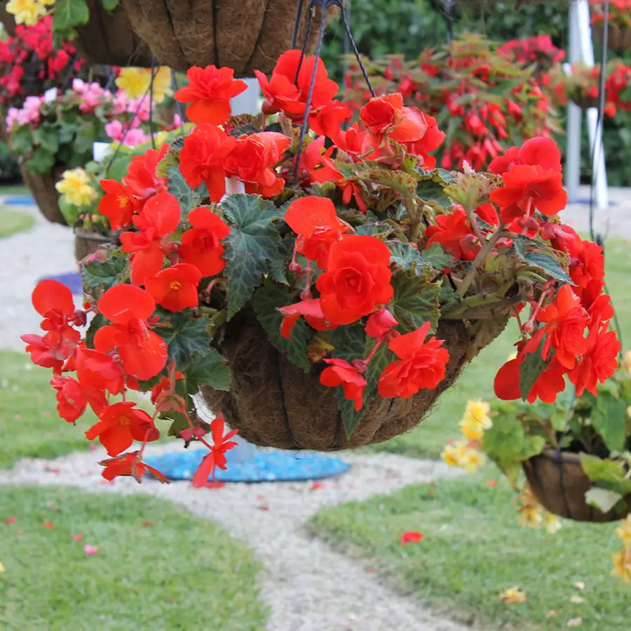 How Many Begonia Shades in a Hanging Basket