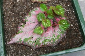Propagate Rex Begonia from Stem cuttings-100%real✅