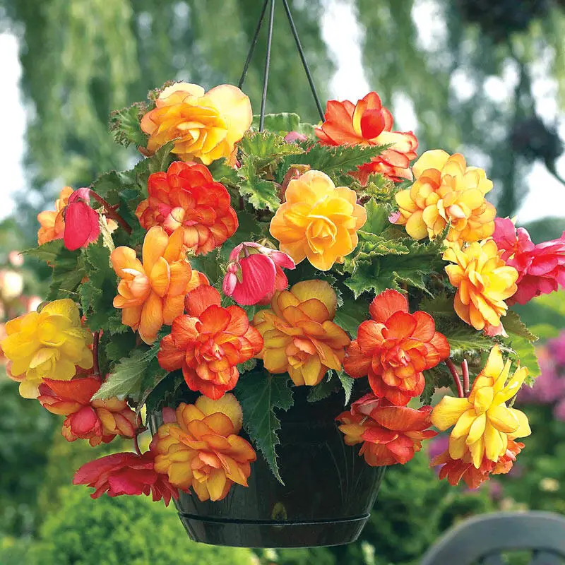 What to Plant with Begonias in Hanging Basket?