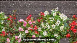 What is The Lowest Temperature Begonias Can Tolerate?