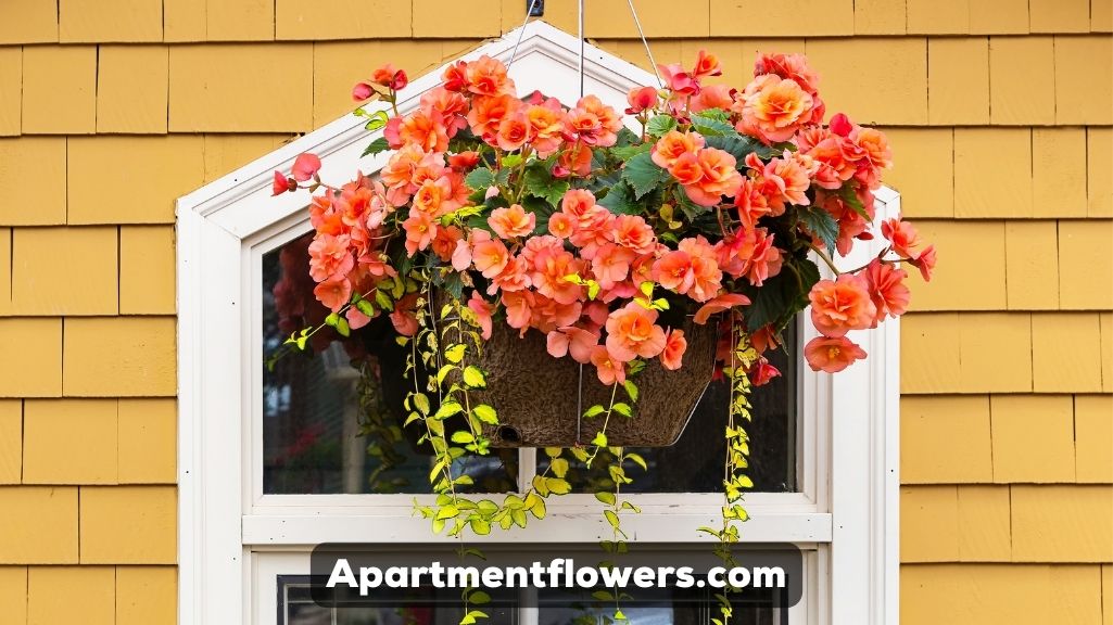 how many begonia tubers in a hanging basket