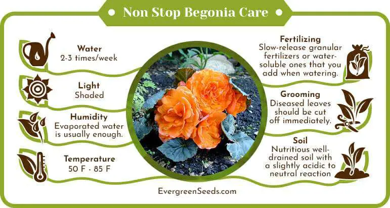 Begonia Care in Cold weather infographic
