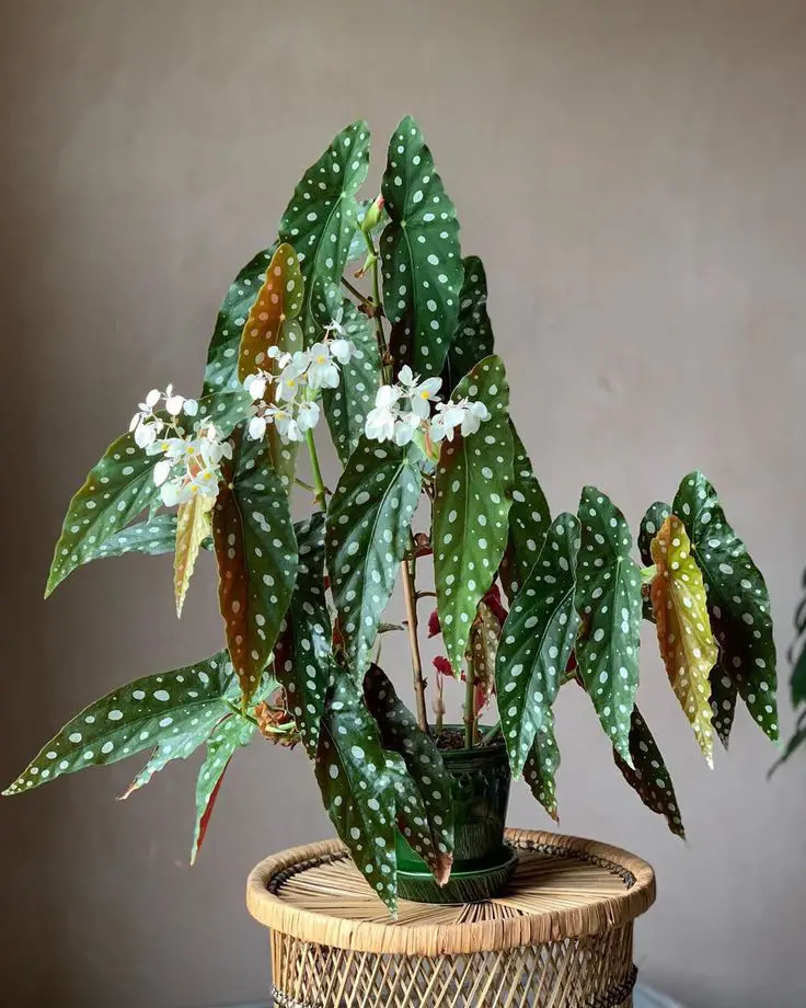 Why is Begonia Maculata Dropping leaves?-100%practical ✅
