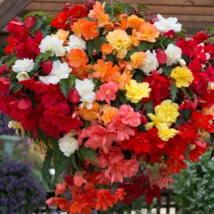 How Many Begonia Shades in a Hanging Basket