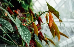 Why is my Angel Wing Begonia Dropping Leaves?