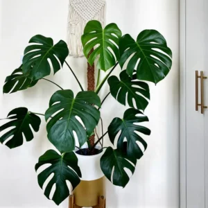 Can I Repot Monstera in Summer?