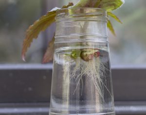 How to Propagate Rex Begonia from Stem cuttings