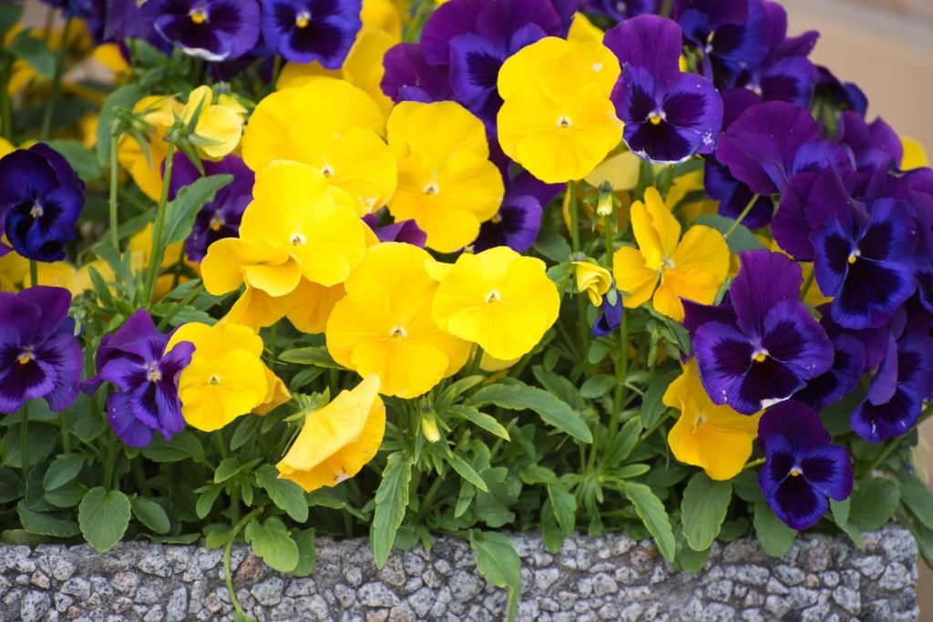 What Temperature is Too Hot for pansies?100practical apartmentflowers