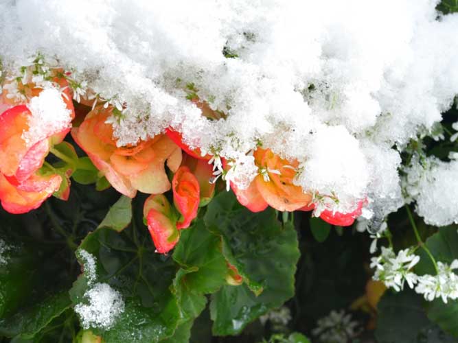 How to store Begonia Tubers over winter UK?
